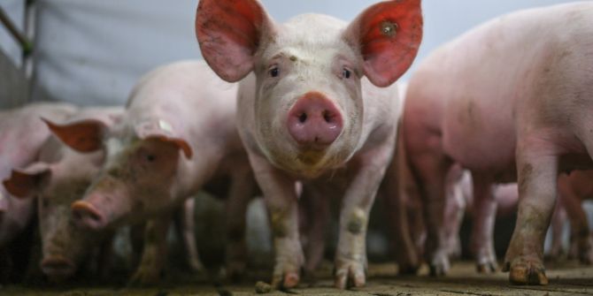 Schweinezuchtbetrieb