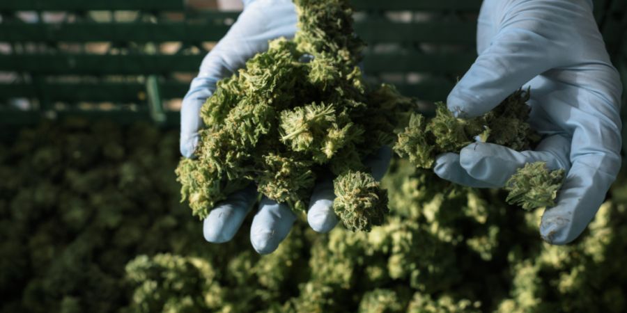 Die St. Galler Kantonspolizei entdeckte rund 120 Kilogramm Marihuana. (Symbolbild)