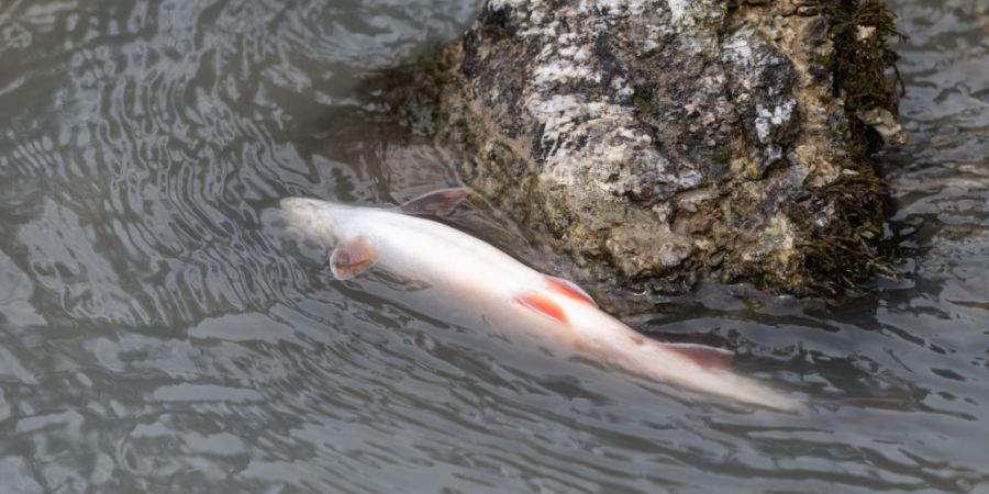 Abwasser verunreinigte die Albeuve und die Trême. Das führte zum Tod von Fischen und zu gesundheitlichen Beschwerden bei mehreren Personen. Nun gilt in den Flüssen ein Badeverbot. (S...