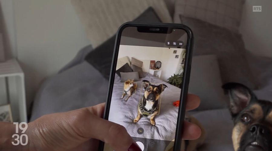 Mathilde Wyss fotografiert ihre Hunde zu Hause. Verkleidet habe sie die Tiere schon, aber nie extrem, sagt die Veterinärstudentin.