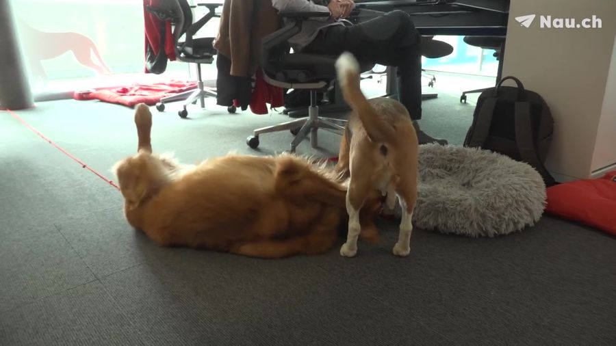 Hunde Büro Nestlé