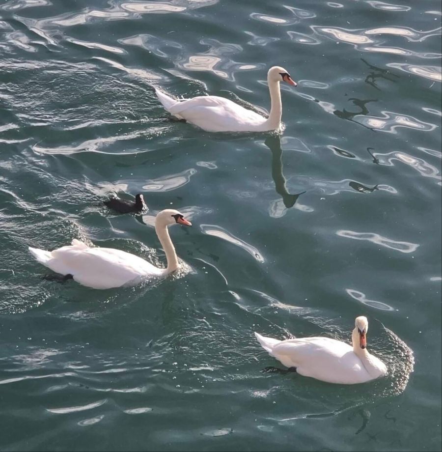 Schwäne im Zürichsee.