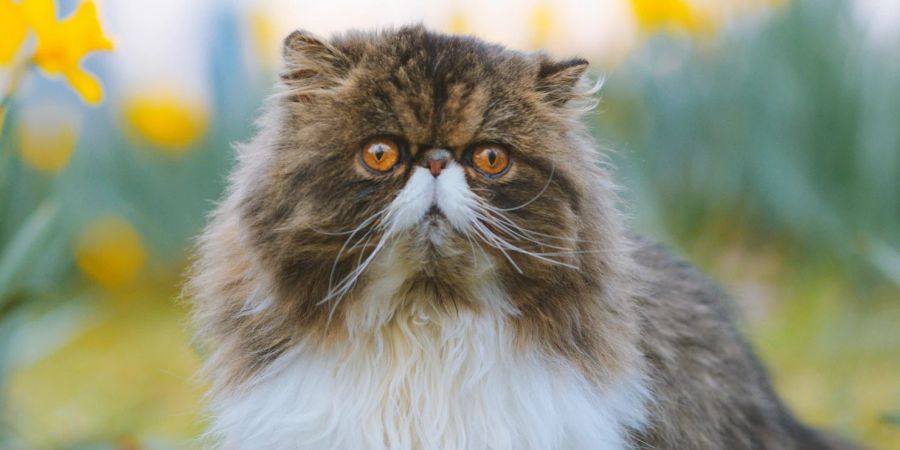 baden perserkatze ausgesetzt