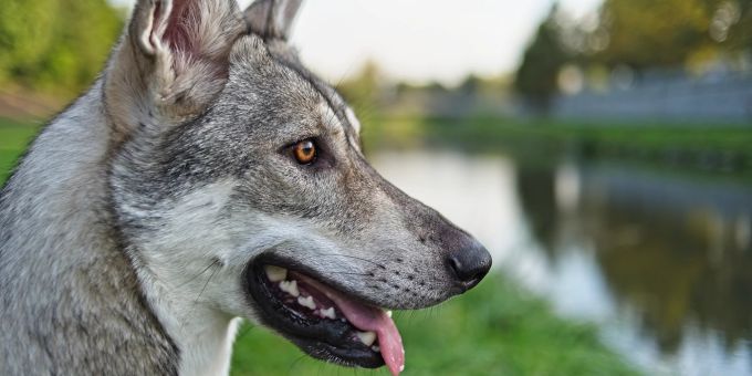 Für Anfänger sind Wolfshunde nicht immer geeignet. Wolfshund