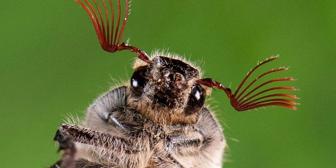 studie insekten