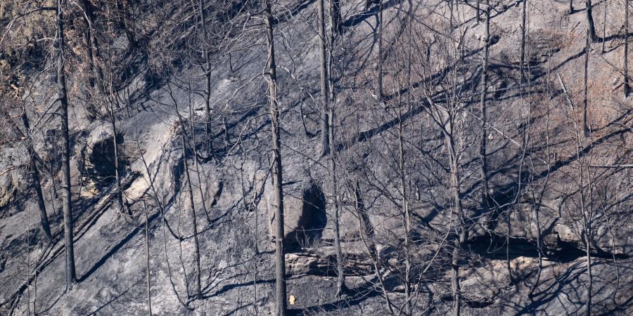 Verkohlte Bäume nach einem Waldbrand im Nationalpark Sächsische Schweiz.