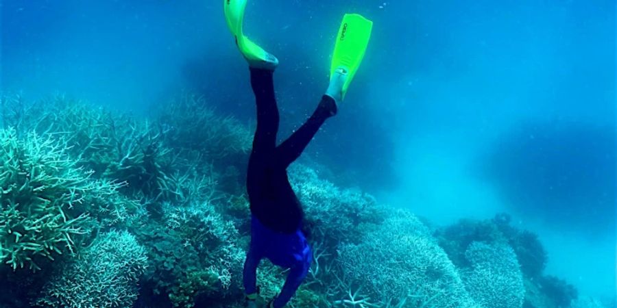 Das Great Barrier Reef