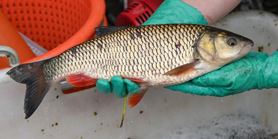 Die Fische erholen sich - ein lebender Döbel aus der Oder.