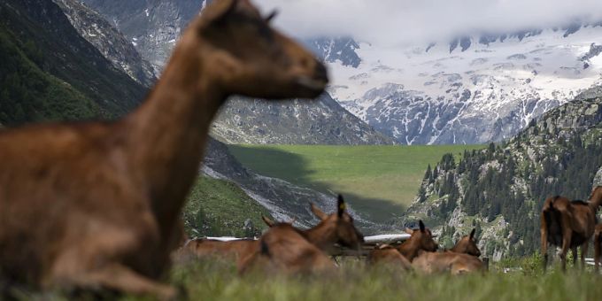 Ziegen im Kanton Uri sind Opfer von sexuellen Übergriffen geworden. (Symbolbild) uri ziege sexuelle übergriffe