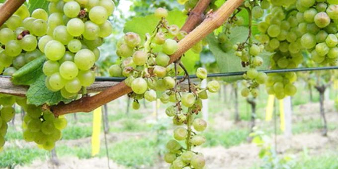 Unheilbar und schwer zu bekämpfen: Rebe mit Goldgelber Vergilbung. Unheilbar und schwer zu bekämpfen: Rebe mit Goldgelber Vergilbung.