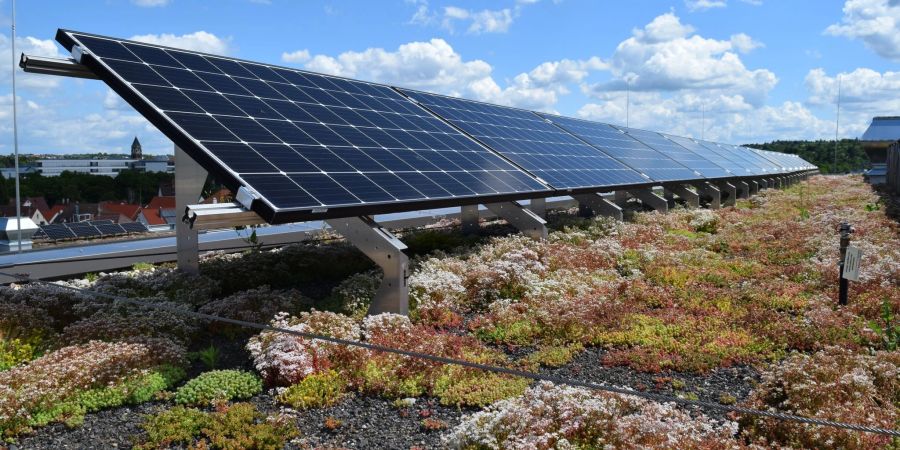 Für ein Solargründach eignen sich niedrig wachsende Pflanzen, die Trockenheit gut vertragen.