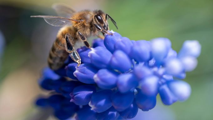 Wildbienen produzieren keinen Honig, weshalb sie im Vergleich zur Honigbiene gerne etwas in Vergessenheit geraten. beestie