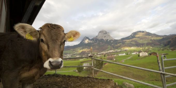 Gastbeitrag - Massentierhaltung: «Milchproduktion nicht alternativlos!»