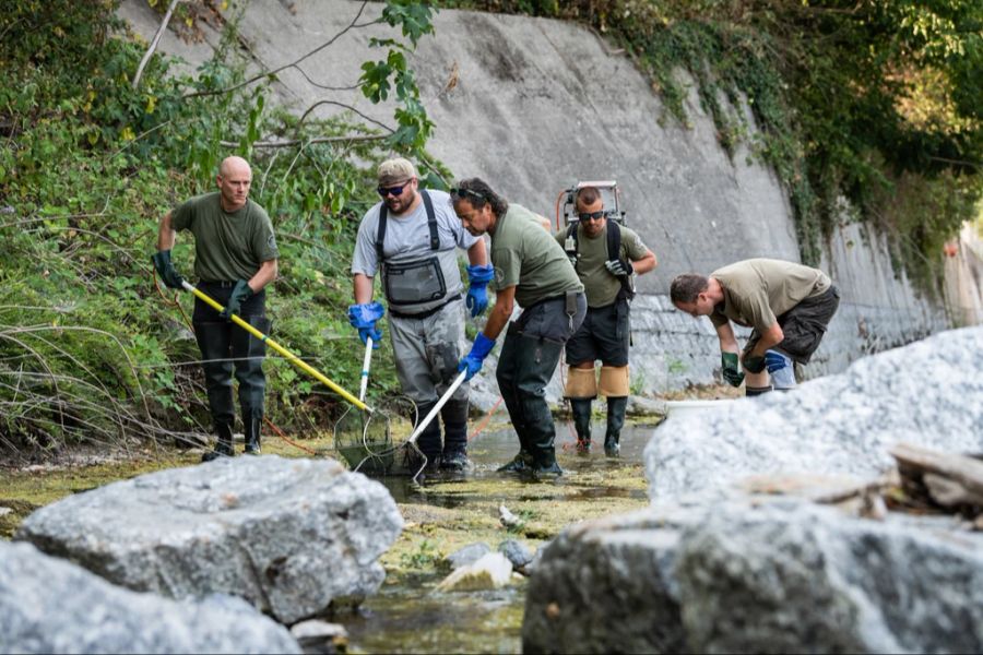 Mitarbeiter des Amtes für Jagd und Fischerei fangen die durch elektrischen Strom angelockten Fische, die sich im stehenden Wasser des Flusses Breggia verfangen haben, am Mittwoch, 20 Juli 2