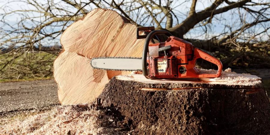 Baum fällen Waldarbeit