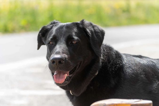 Ein Labrador geniesst die Sonne.