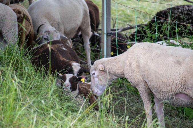 Ein Schaf mit ihrem Lamm in Oberkulm.