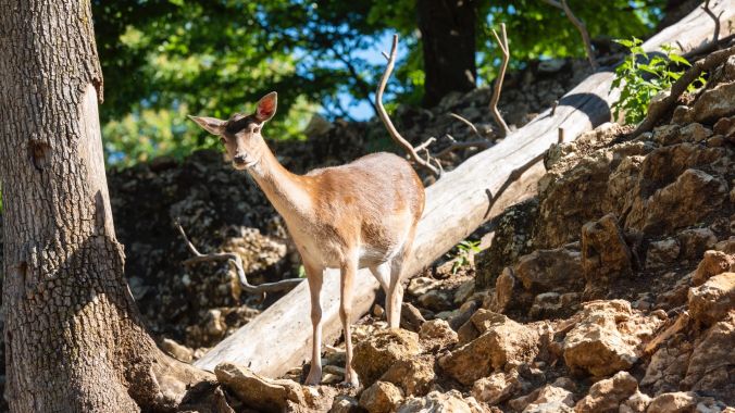 In naturnahre Umgebung fühlen sich die Tiere sichtlich wohl.