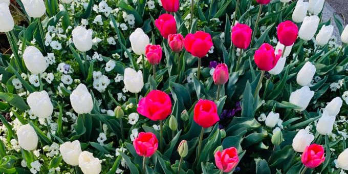 Diese Tulpen wurden im Zuge der Kampagne «1 Tulpe fürs Leben» gepflanzt. Tulpen