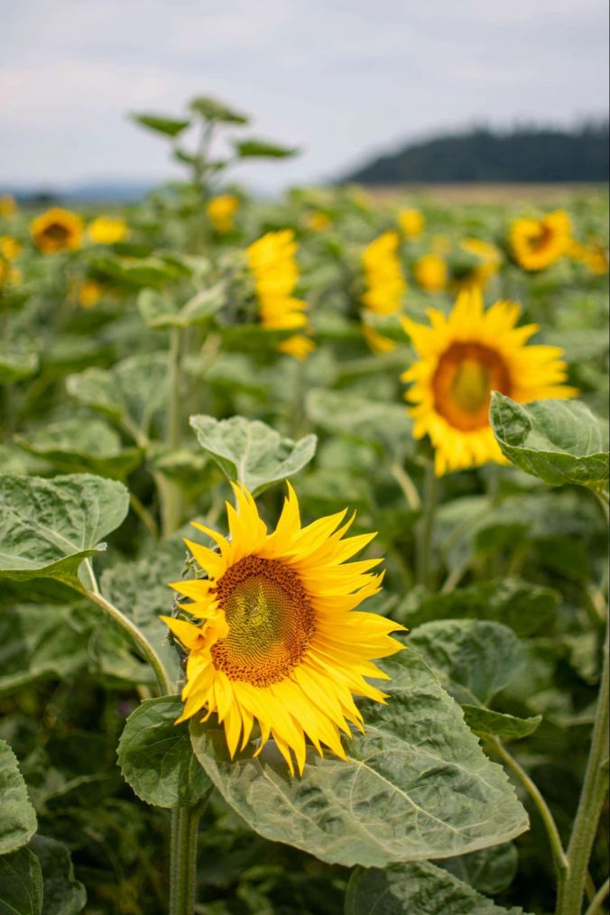 Ein grosses Sonnenblumen-Feld in Richtung Dintikon.