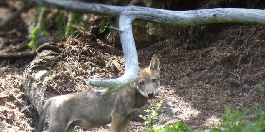 Ein Jungtier aus dem neuen Stagias-Rudel bei Disentis im Bündner Oberland.