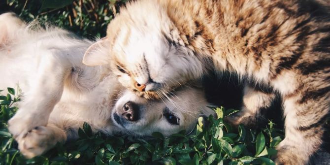 Hund und Katze