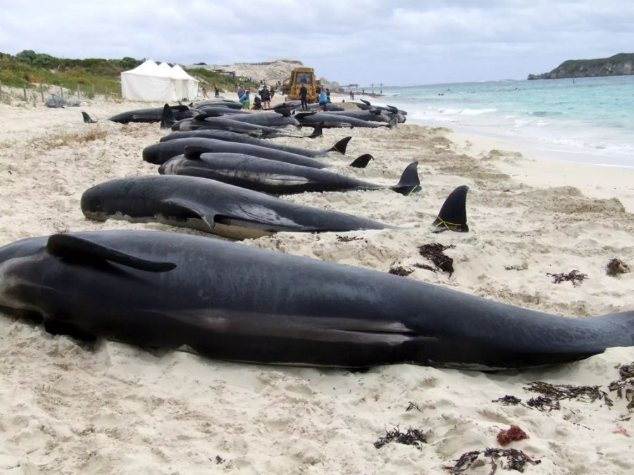 Es kommt immer wieder vor, dass Wale stranden und dann sterben: Wie hier 2009 an der Westküste Australiens.