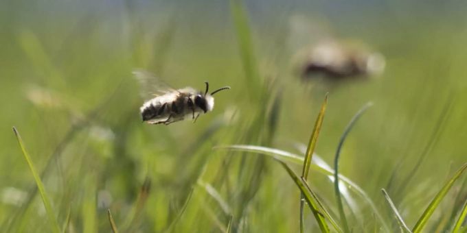 Bald marktfähig - Syngenta kündigt bienenfreundliches Insektizid an