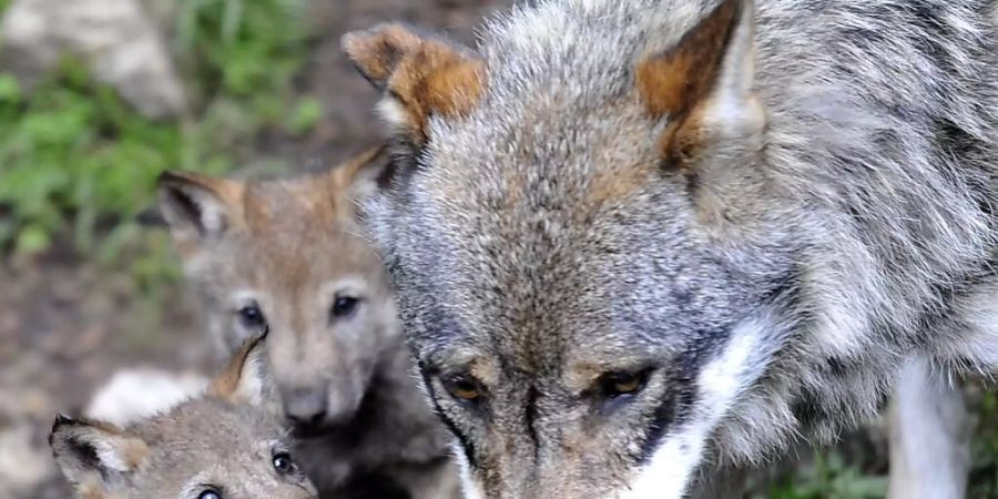 22 Wölfe sind im Wallis unterwegs. Über 300 Nutztiere wurden von ihnen in diesem Jahr gerissen. Der Schaden belief sich auf rund 114'000 Franken. (Symbolbild)