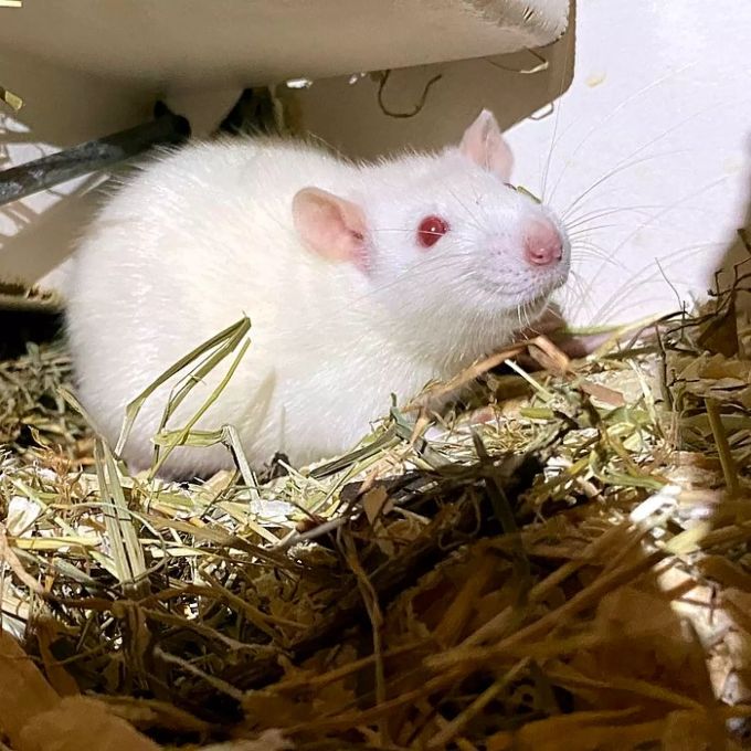 Ratten mögen viel Nagematerial. Ratten