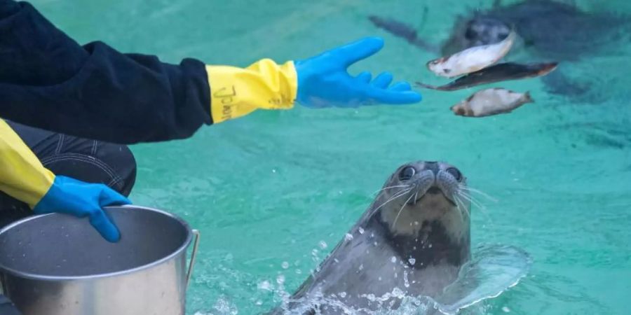 131 Tiere wurden zwischen Mitte Mai und Ende Juli in die Station in Norddeich gebracht, von Tierpflegern aufgepäppelt und später wieder ausgewildert. Foto: Sina Schuldt/dpa