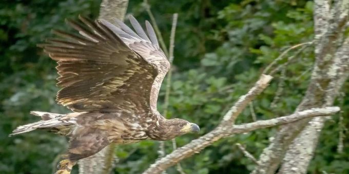 Ein junger Seeadler im Flug in Südengland. Foto: Ainsley Bennett/-/dpa Ein junger Seeadler im Flug in Südengland. Foto: Ainsley Bennett/-/dpa