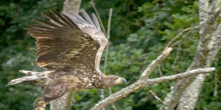 Ein junger Seeadler im Flug in Südengland. Foto: Ainsley Bennett/-/dpa