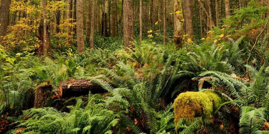 Mehr vegan, mehr Biodiversität