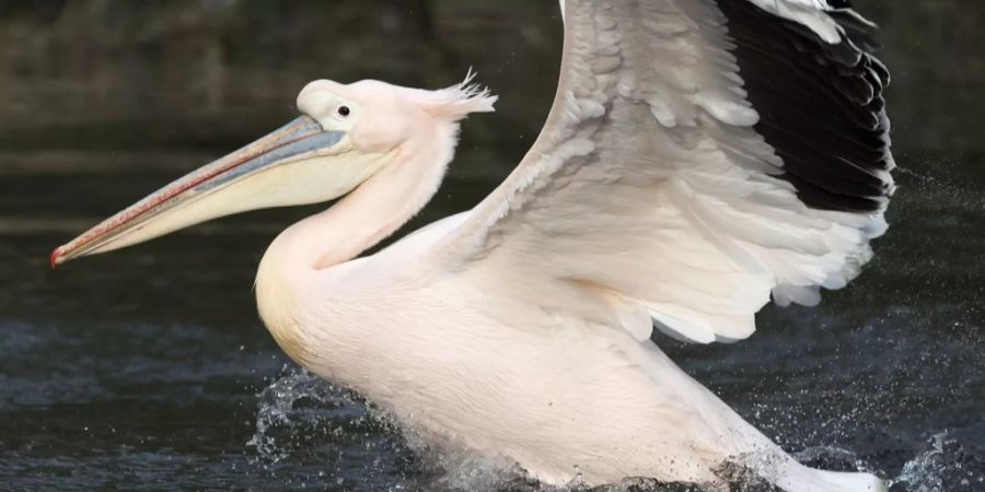 Tierpark Bern, Dählhölzli + Bärenpark