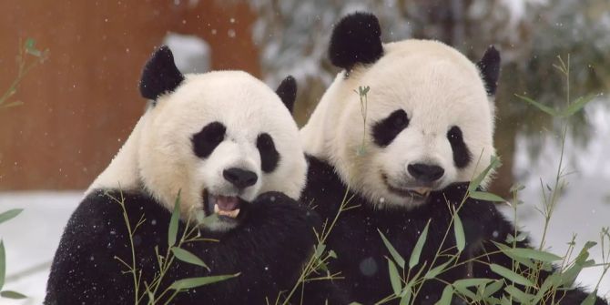 großer panda