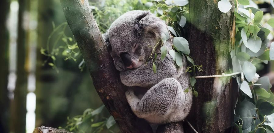 Koala Natur Australien Spenden