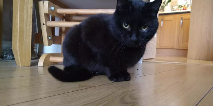Vor fast vier Jahren verschwand Katze Bella aus ihrem Zuhause in Dunfermline. Bella