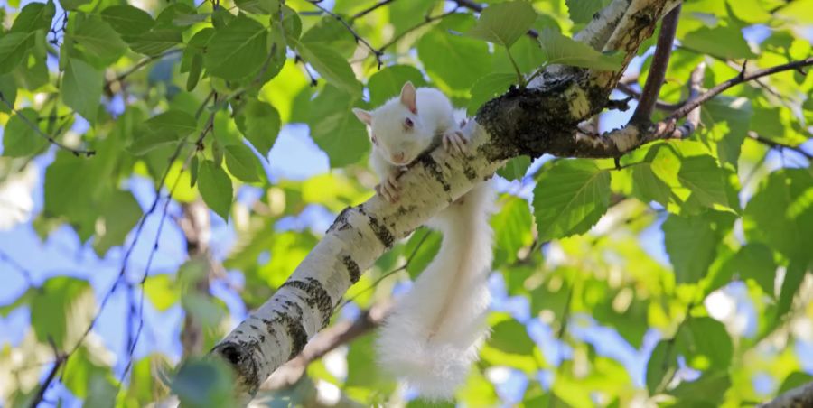 albino-eichhörnchen