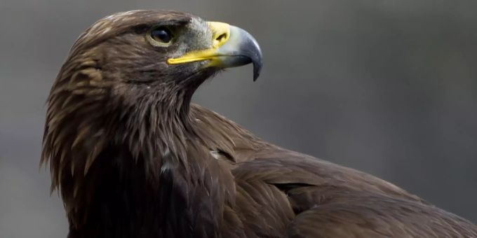 Ein Steinadler. steinadler