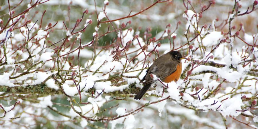 Vogel auf Schneeast.