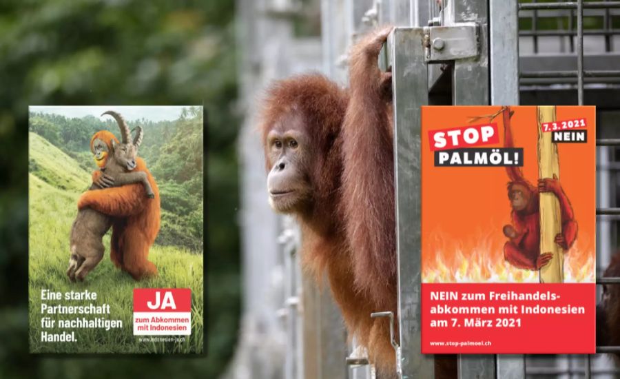 Orang-Utan Indonesien Palmöl Kampagne