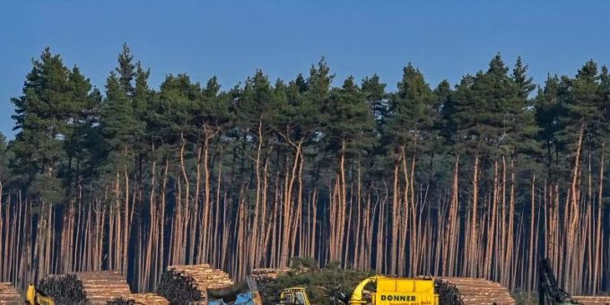 Grünheide/Frankfurt (Oder) - Tesla muss Abholzung von Wald vorläufig wieder stoppen