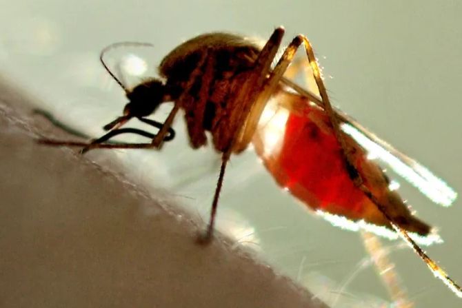 West-Nil-Virus virus