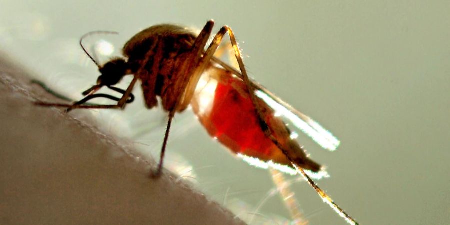 West-Nil-Virus virus