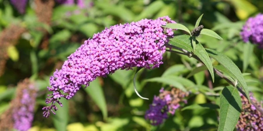 Sommerflieder