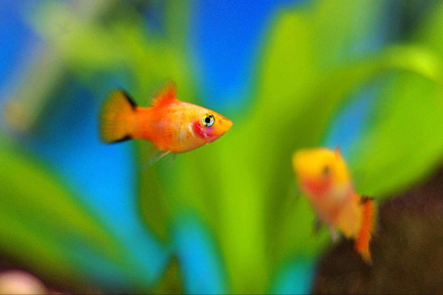 Platy orange Algen Fisch Aquarium