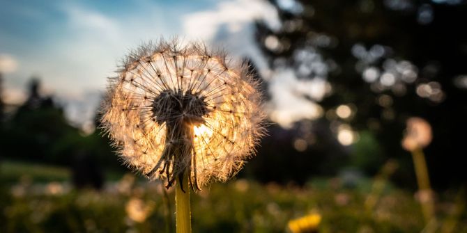 Löwenzahn Blüte Pusteblume Sommer