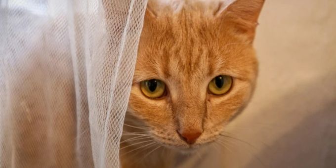 Katze Katze