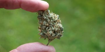 Legalisierung von Cannabis